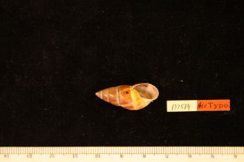 Media type: image; Malacology 137584